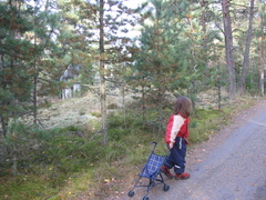 Linn på vägen med kärran